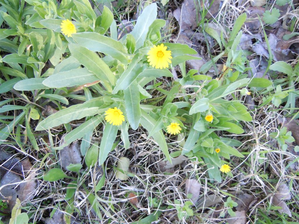 Fiori da Capodimonte - Calendula arvensis